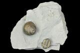 Flexicalymene Trilobite Fossil and Gastropod - Ohio #136982-1